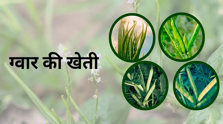 These 5 varieties of guar will give more yield and profit to farmers