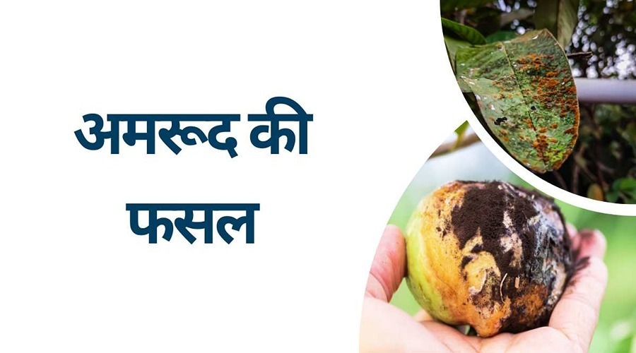 Scientific way to protect guava crop from these two diseases