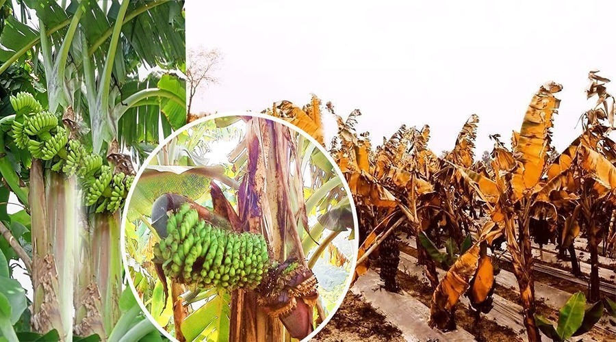 How to protect banana crops from damage caused by extreme cold (frost) during the winter season?