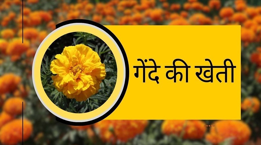  In this state 70% subsidy is provided encourage marigold cultivation