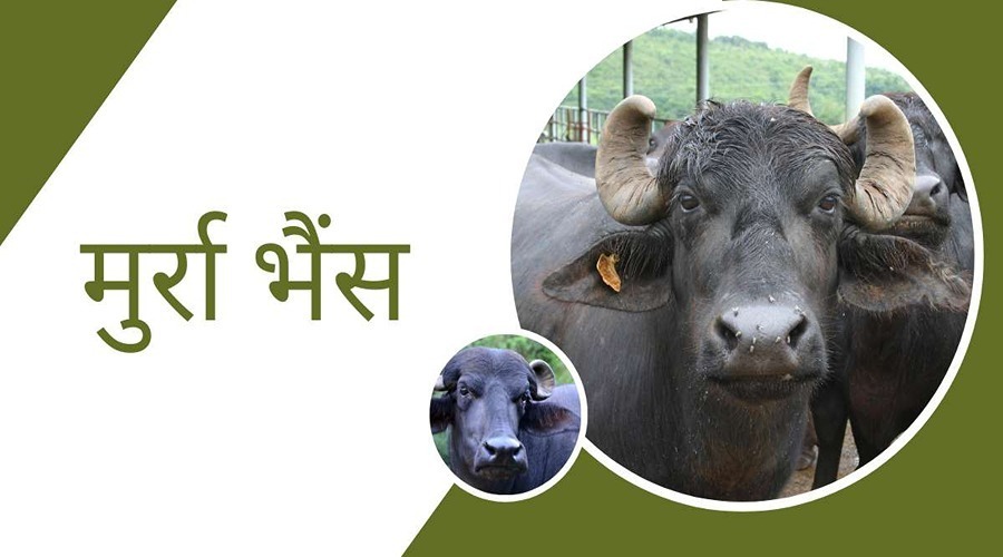 The cattle farmers will earn lakhs of rupees by rearing this breed of buffalo