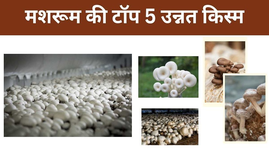 Know about the 5 famous advanced varieties of mushrooms