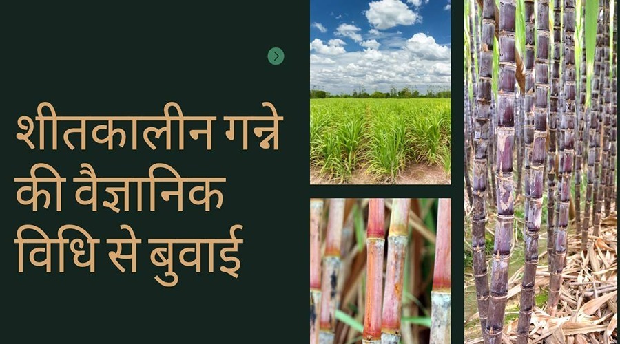 Sowing of winter sugarcane by scientific method will prevent disease