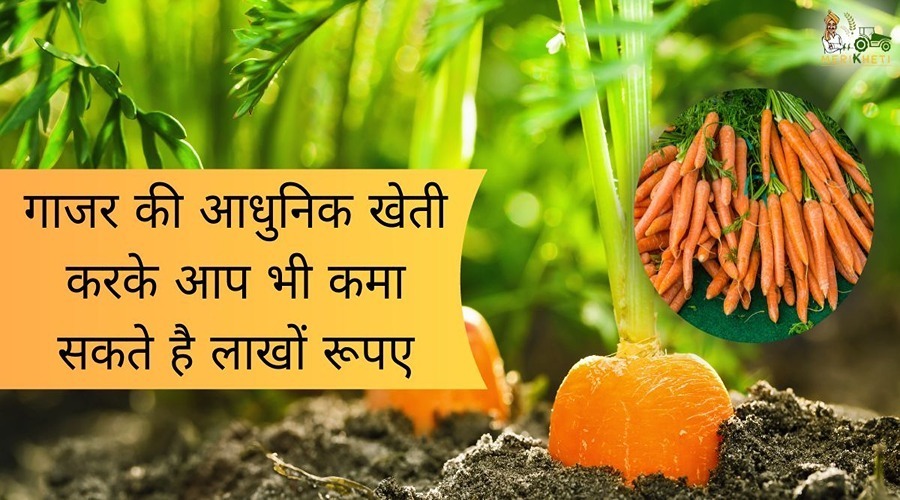 You can also earn lakhs of rupees by doing modern carrot farming.
