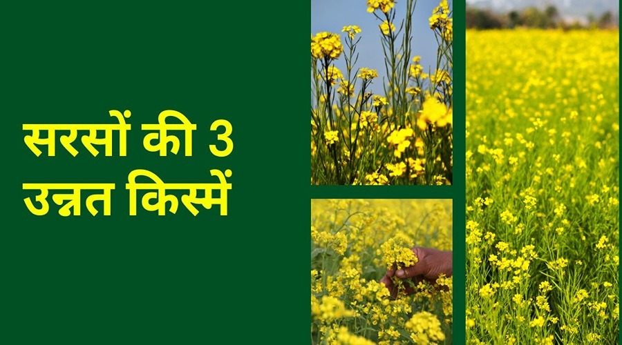 टॉप तीन में आने वाली सरसों की इन किस्मों से होगा शानदार उत्पादन