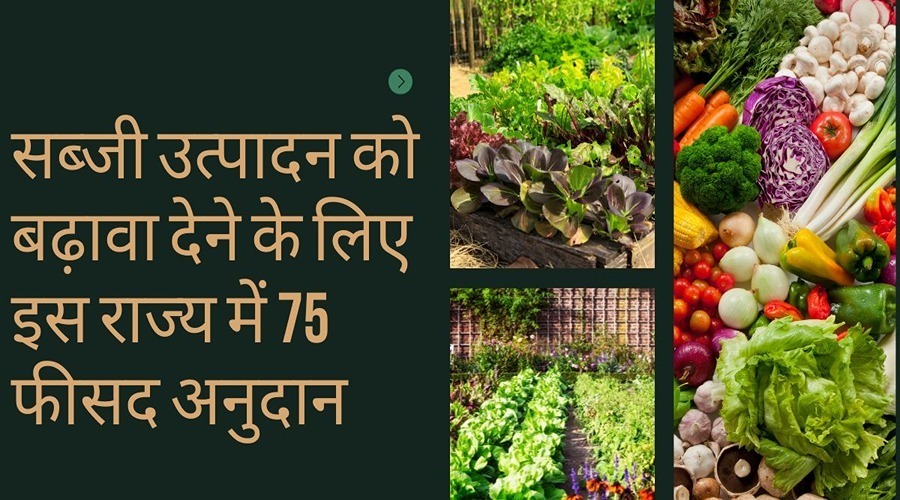 सब्जी उत्पादन को बढ़ावा देने के लिए इस राज्य में 75 फीसद अनुदान