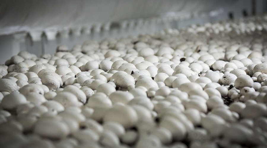 Mushroom farming change the life of farmer santosh