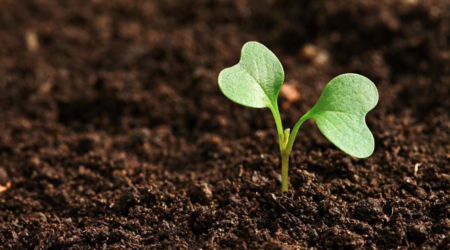 Role of healthy soil in managing plant disease on account of world soil day