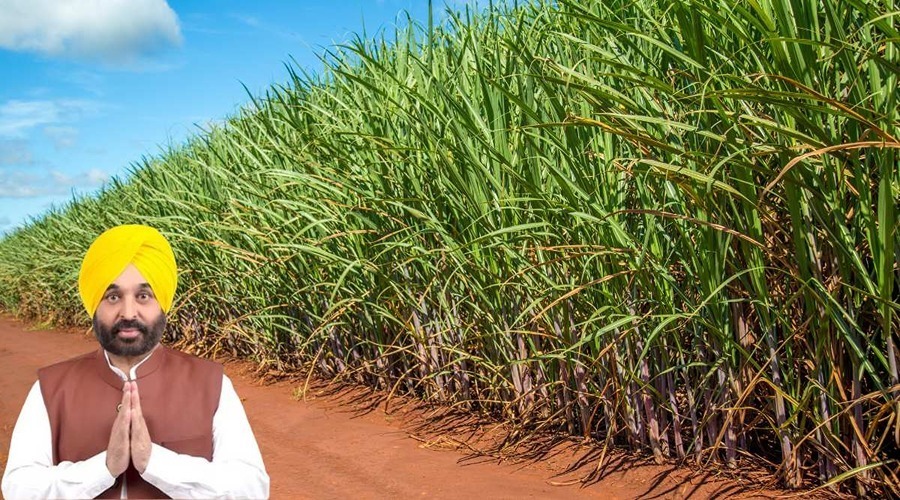 Good news: Punjab government increased the price of sugarcane crop to 391 rupees per quintal 