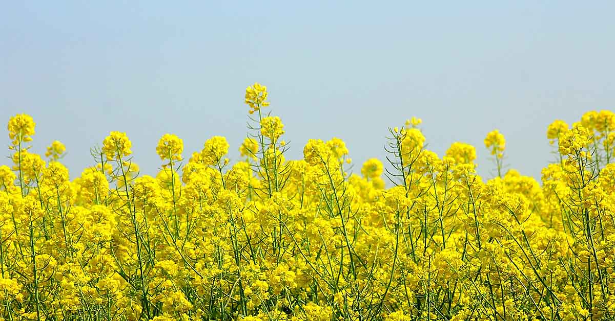 तारामीरा की खेती: कम पानी और सूखे क्षेत्रों के लिए लाभदायक फसल