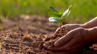 How is cumin cultivated?