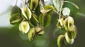 Detailed information related to Arjuna tree which is rich in medicinal properties.