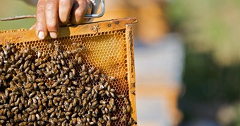  This farmer from Bihar has earned handsomely from honey production.