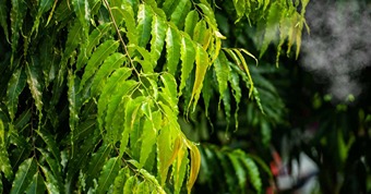 What are the benefits of planting an Ashoka Tree?