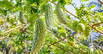 Farmers are making profits worth lakhs with this amazing method of sowing bitter gourd.