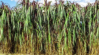 Know about Napier grass which eliminates the problem of animal fodder in summer.