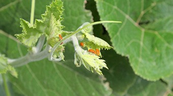  How to protect the crops from insects during increasing cold weather