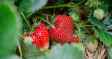 Strawberry farming in India