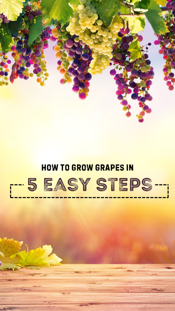 How to Grow Grapes in 5 Easy Steps