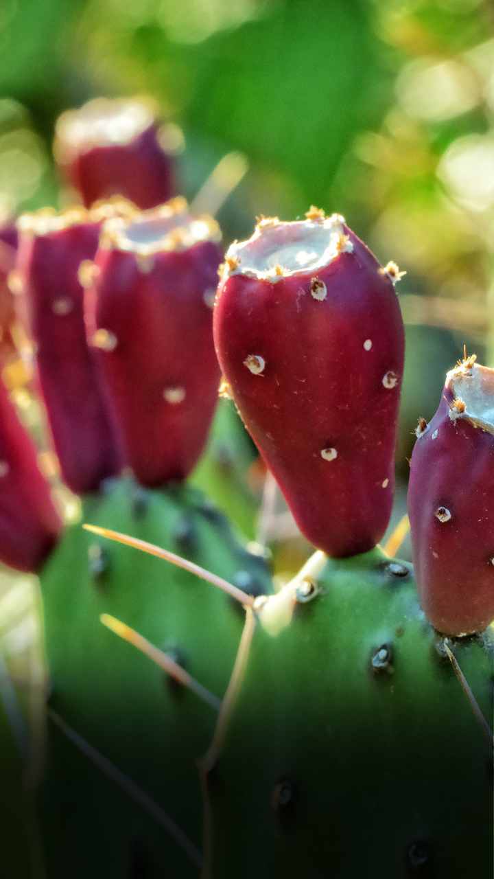 कांटेदार नाशपाती (Prickly Pear) के स्वास्थ्य लाभ