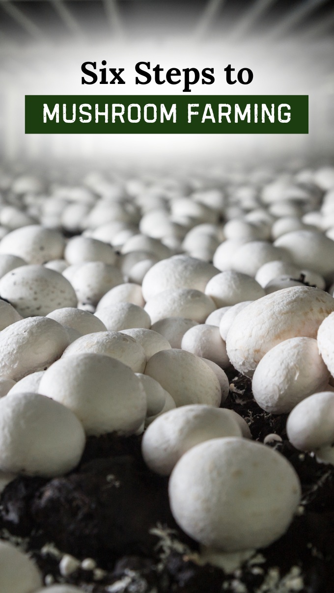 Six Steps to Mushroom Farming