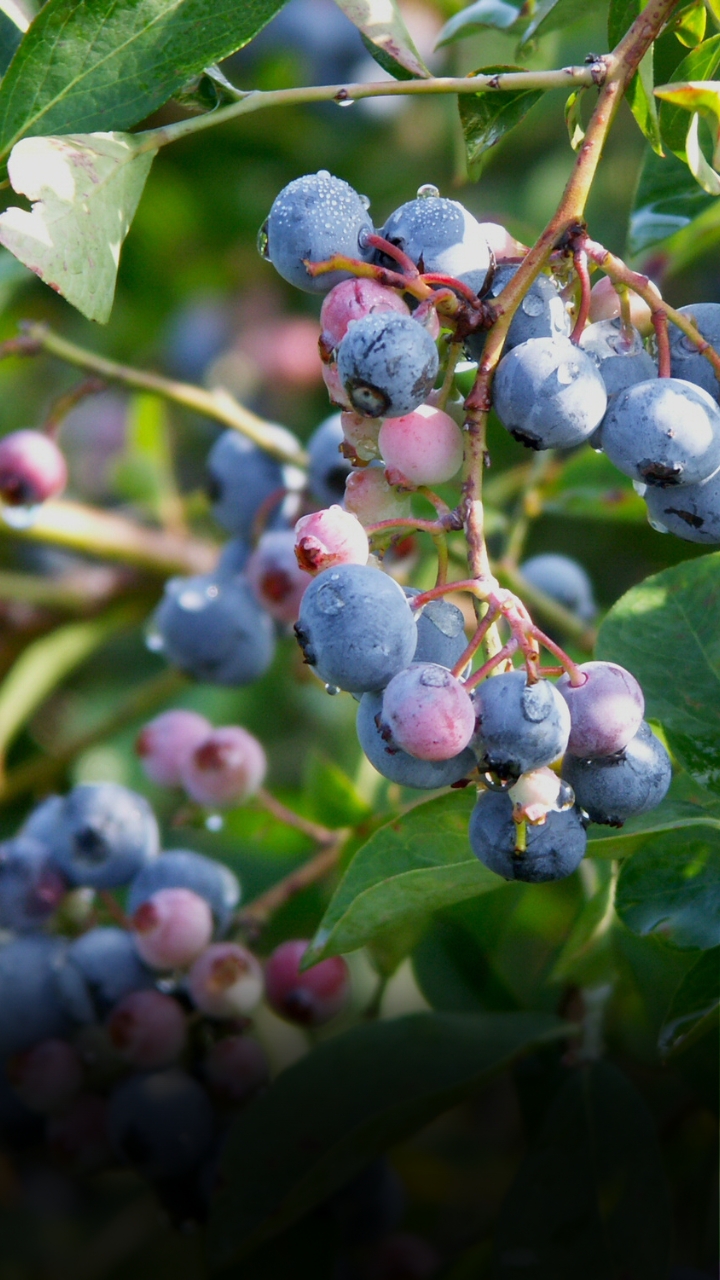 Blueberry Cultivation in India - ब्लू बेरी की खेती कैसे की जाती है, कितना होता है मुनाफा?