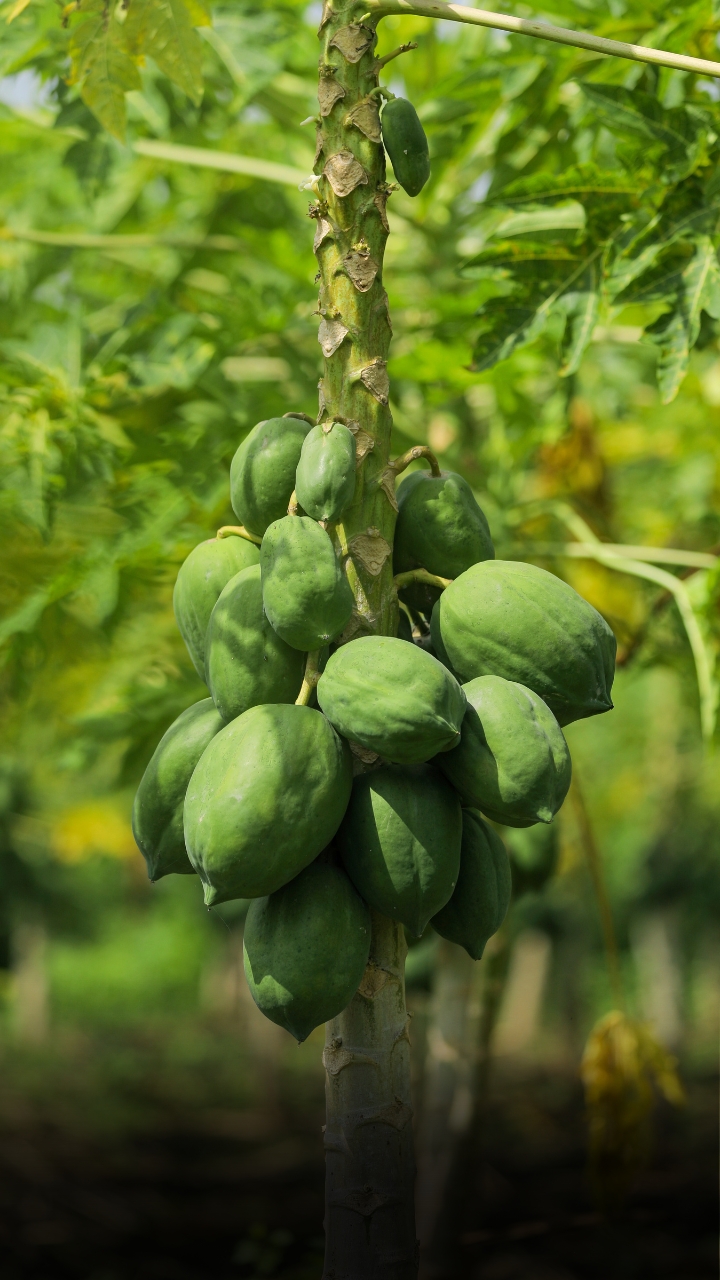 Papaya Farming -  पपीते की खेती कैसे की जाती है?
