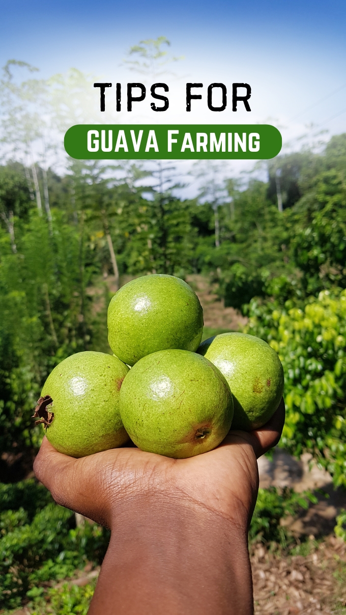 Tips for Guava Farming