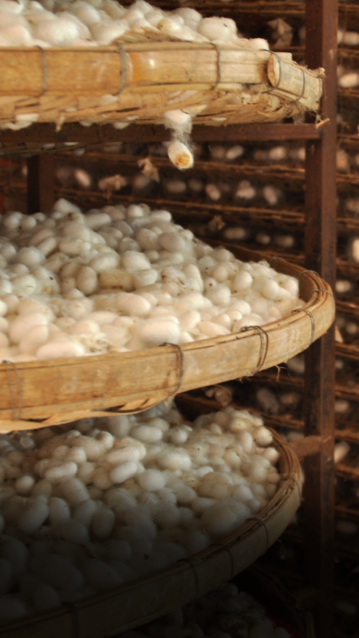 Silk farming -  रेशम किट पालन (सेरीकल्चर) क्या है, कैसे करें रेशम किट पालन