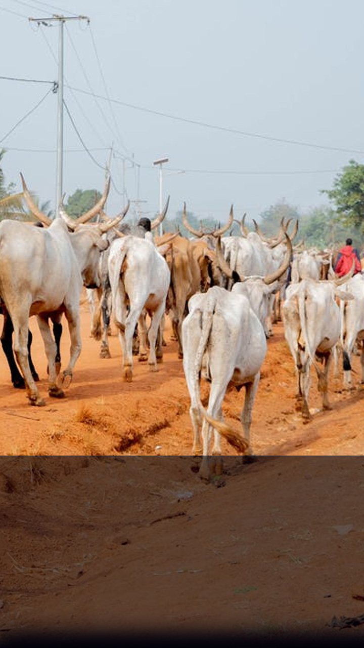 गाय पालकों के लिए खुशखबरी! सरकार दे रही 30 हजार रुपये की सहायता