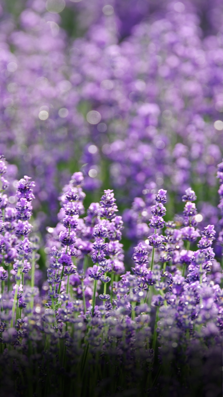 Cultivation of Lavender - लैवेंडर की खेती करके आप भी कमा सकते है लाखों का मुनाफा