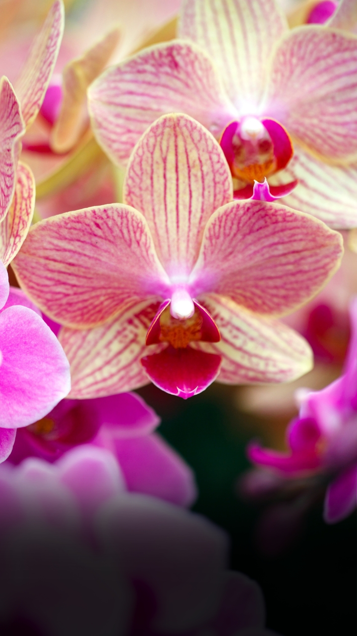 Orchid Cultivation - ऑर्किड्स की खेती कैसे की जाती है?
