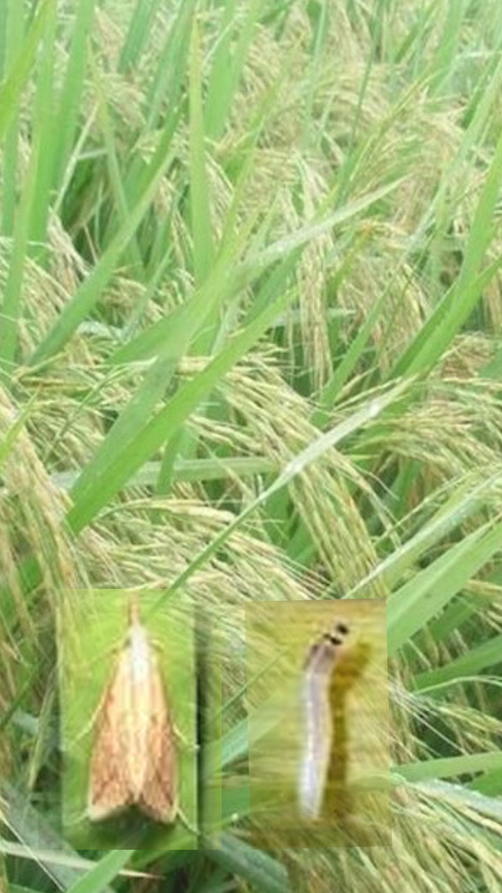 Paddy Insects - धान की फसल में लगने वाले पौध फुदके और तना छेदक किट के नियंत्रण उपाय