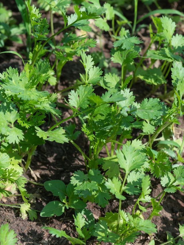 Dhania ki katai (धनिया की कटाई)