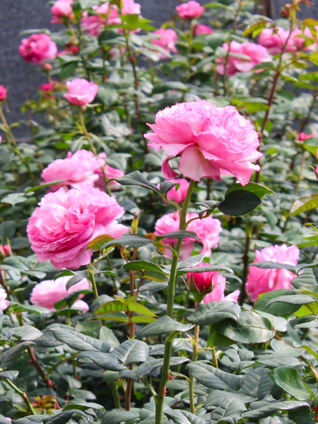 इस राज्य में गुलाब की खेती से सालाना लाखों का मुनाफा कमा रहा किसान