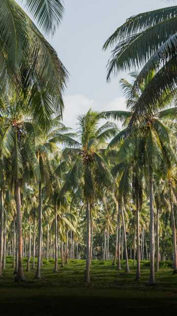 नारियल का पेड़ कैसे उगायें, इसकी खेती से जुड़ी विस्तृत जानकारी