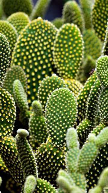 नागफनी (Cactus) की खेती कैसे की जाती है ?