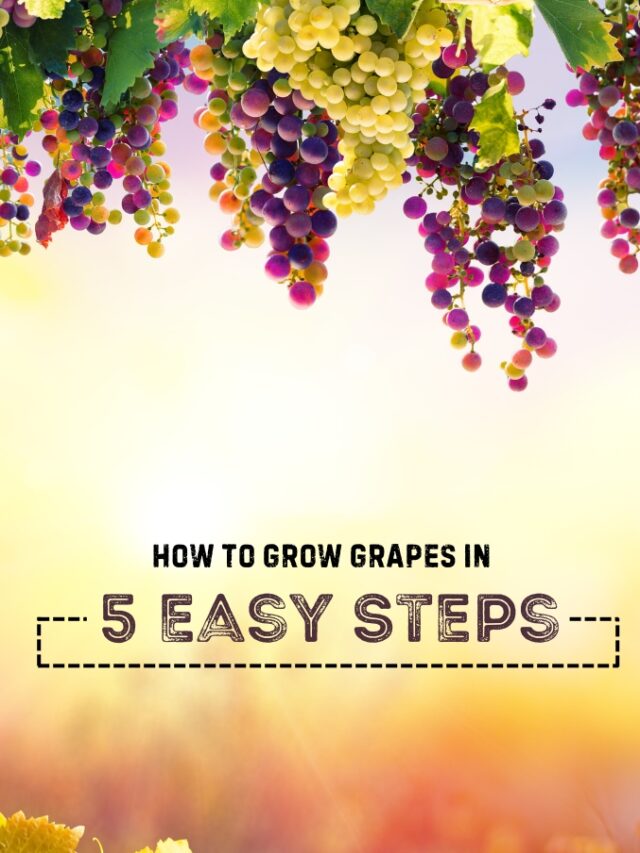 How to Grow Grapes in 5 Easy Steps – Web Stories